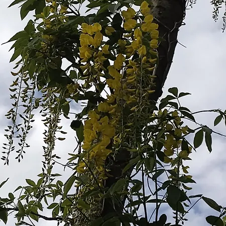 Des Arbres דירה *